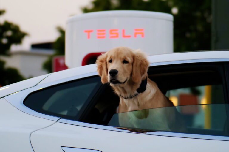 Golden Retriever in een Tesla EV bij een Tesla Supercharger